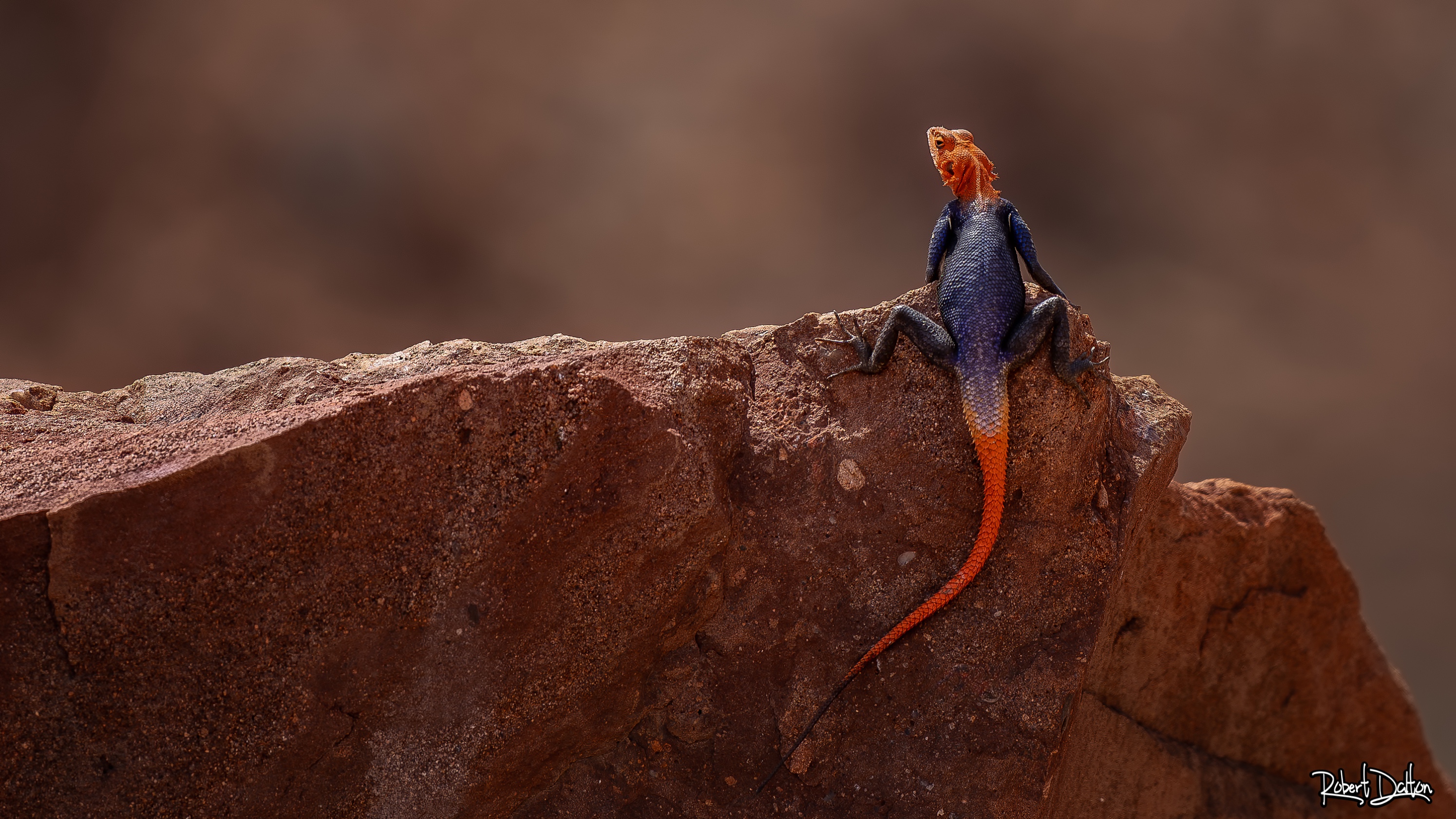 Agama planiceps