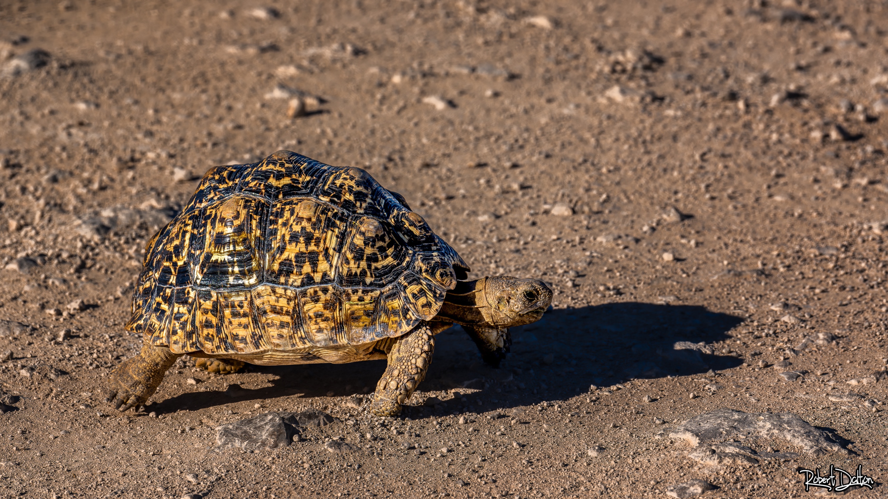 Leopard-Schildkröte